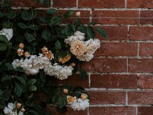 Preview wallpaper rose, flowers, wall, brick, plant, bush