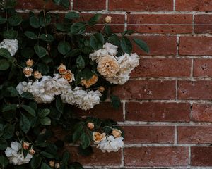 Preview wallpaper rose, flowers, wall, brick, plant, bush