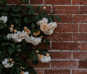 Preview wallpaper rose, flowers, wall, brick, plant, bush