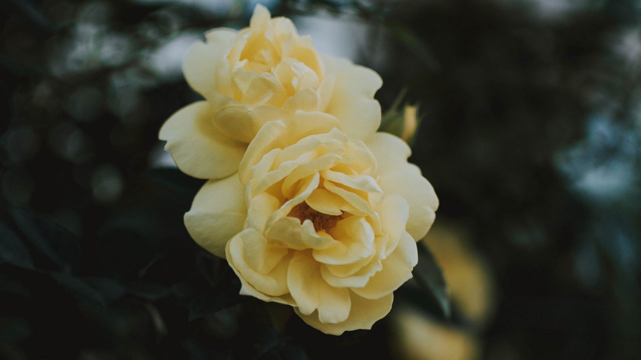 Wallpaper rose, flowers, yellow, closeup, bloom