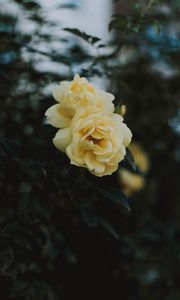 Preview wallpaper rose, flowers, yellow, closeup, bloom