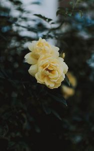 Preview wallpaper rose, flowers, yellow, closeup, bloom