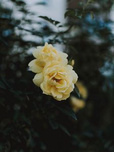 Preview wallpaper rose, flowers, yellow, closeup, bloom