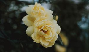 Preview wallpaper rose, flowers, yellow, closeup, bloom