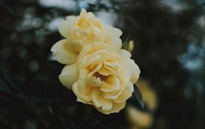 Preview wallpaper rose, flowers, yellow, closeup, bloom