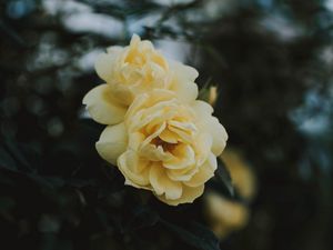 Preview wallpaper rose, flowers, yellow, closeup, bloom