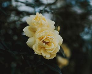 Preview wallpaper rose, flowers, yellow, closeup, bloom