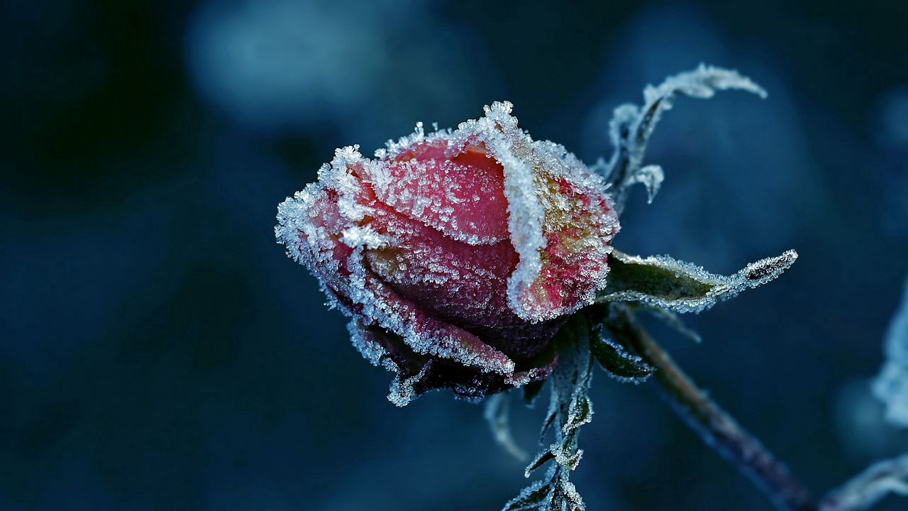 Wallpaper rose, frost, flower