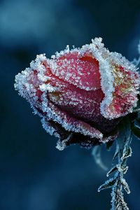 Preview wallpaper rose, frost, flower