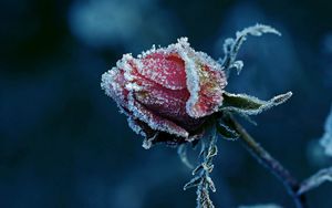 Preview wallpaper rose, frost, flower