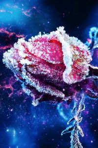 Preview wallpaper rose, frost, flower, bud