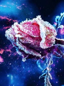 Preview wallpaper rose, frost, flower, bud