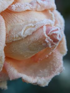 Preview wallpaper rose, frost, petals, bud