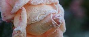 Preview wallpaper rose, frost, petals, bud