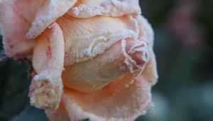 Preview wallpaper rose, frost, petals, bud