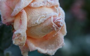 Preview wallpaper rose, frost, petals, bud