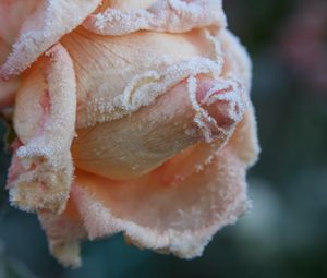 Preview wallpaper rose, frost, petals, bud