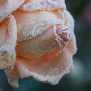 Preview wallpaper rose, frost, petals, bud