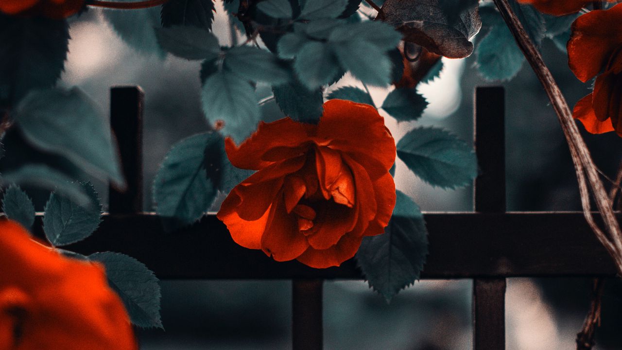 Wallpaper rose, garden, bush, red, fence