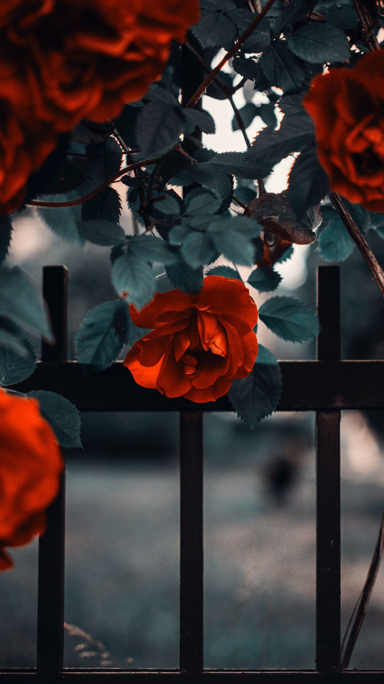 Download wallpaper 1350x2400 rose, garden, bush, red, fence iphone  8+/7+/6s+/6+ for parallax hd background