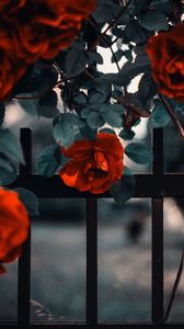 Preview wallpaper rose, garden, bush, red, fence