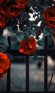 Preview wallpaper rose, garden, bush, red, fence