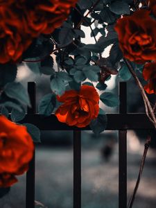 Preview wallpaper rose, garden, bush, red, fence