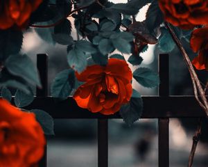 Preview wallpaper rose, garden, bush, red, fence