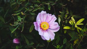 Preview wallpaper rose, garden flower, garden, pink, bush