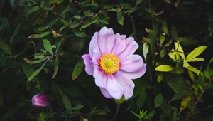 Preview wallpaper rose, garden flower, garden, pink, bush