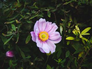 Preview wallpaper rose, garden flower, garden, pink, bush