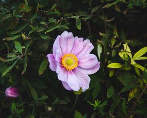 Preview wallpaper rose, garden flower, garden, pink, bush