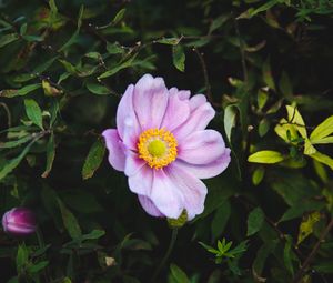 Preview wallpaper rose, garden flower, garden, pink, bush