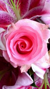 Preview wallpaper rose, gerbera, lily, flower, close-up