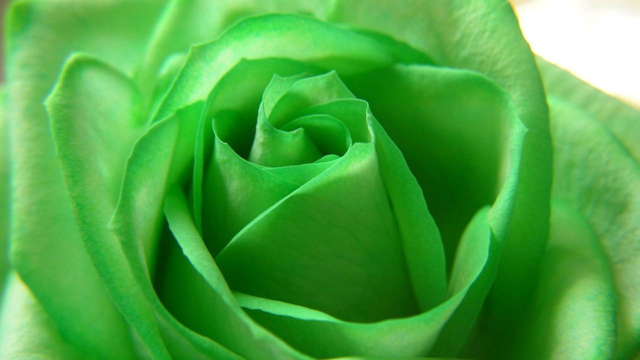 Wallpaper rose, green, petals