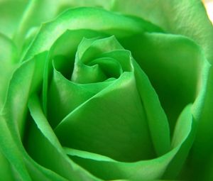 Preview wallpaper rose, green, petals