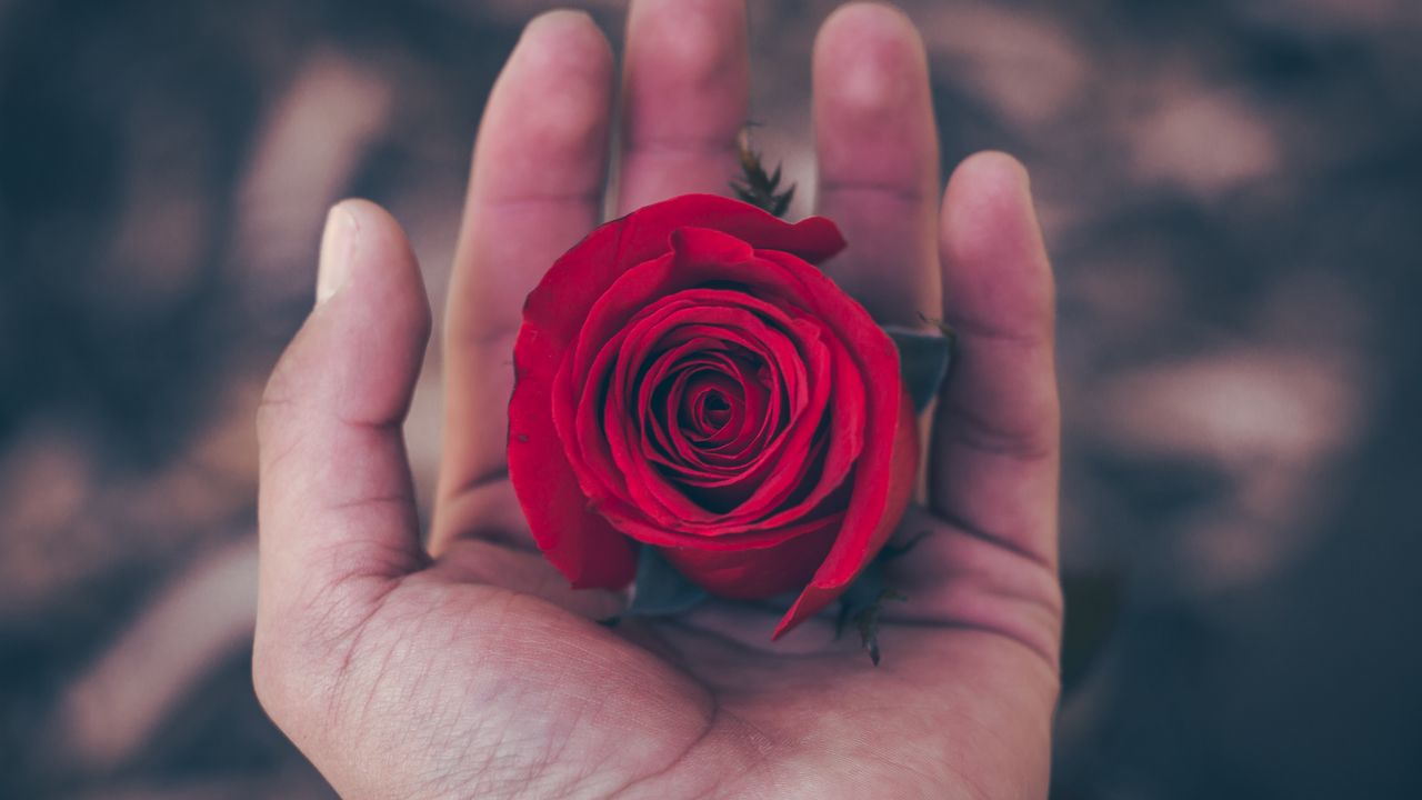 Wallpaper rose, hand, red, bud