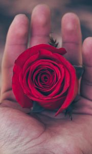Preview wallpaper rose, hand, red, bud