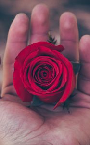 Preview wallpaper rose, hand, red, bud