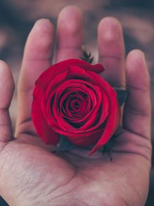 Preview wallpaper rose, hand, red, bud