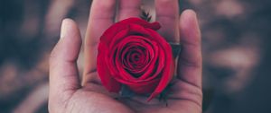 Preview wallpaper rose, hand, red, bud