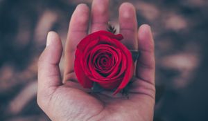 Preview wallpaper rose, hand, red, bud