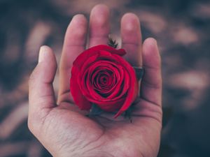 Preview wallpaper rose, hand, red, bud