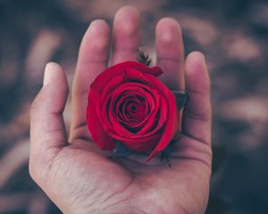 Preview wallpaper rose, hand, red, bud