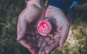 Preview wallpaper rose, hands, bud