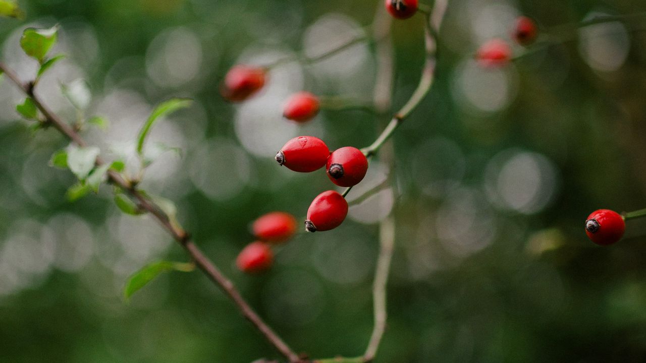 Wallpaper rose hip, bush, plant, berry