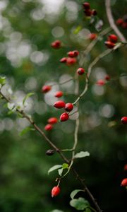 Preview wallpaper rose hip, bush, plant, berry