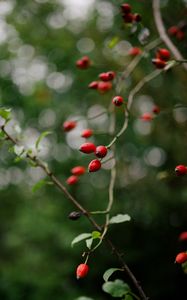 Preview wallpaper rose hip, bush, plant, berry