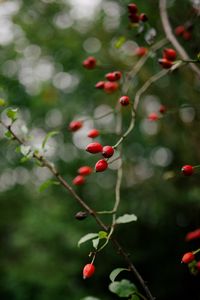 Preview wallpaper rose hip, bush, plant, berry