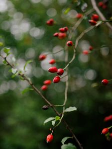Preview wallpaper rose hip, bush, plant, berry